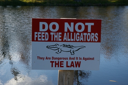 alligator-for-blog alligator-for-blog