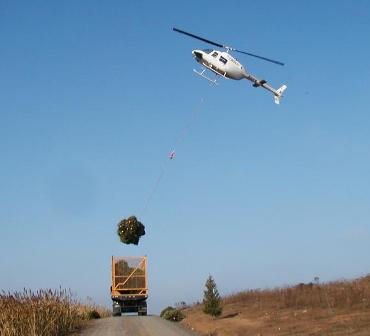 slinging-trees slinging-trees